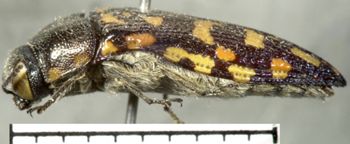 Media type: image;   Entomology 2733 Aspect: habitus lateral view